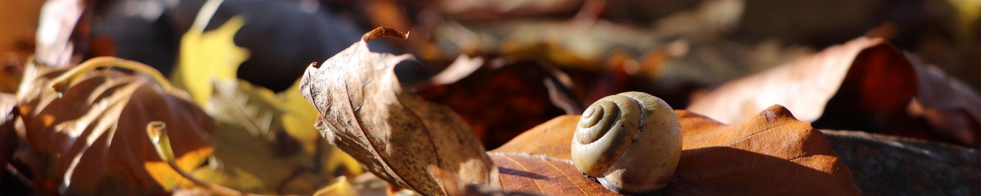 Herfstbladeren